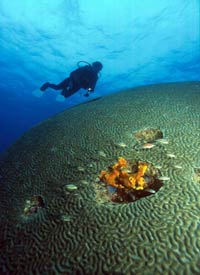 FREE Scuba Diving Offer Tobago Caribbean
